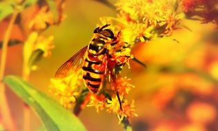 honey bee in colorful yellow image