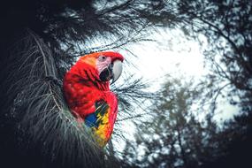 colourful parrot on the evergreen tree