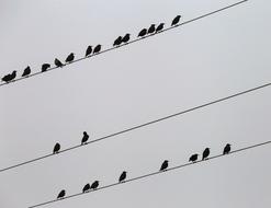 little birds on electric wires