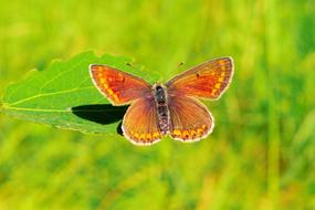 insect Invertebrates orange