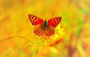 bright butterfly on flower at yellow background