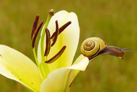 small Huntsman Mollusc on the yellow blooming flower