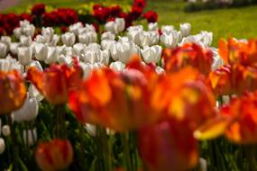 lot of red and white Tulips blooming on flower bed