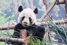 Black And White panda