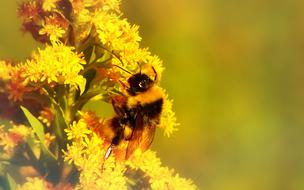 small Bumblebee on yellow Flowers close-up on blurred background