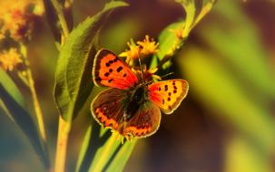 Copper Butterfly on plant