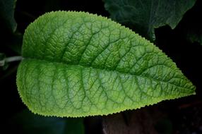 Leaf texture green macro