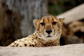 Cheetah Cat face