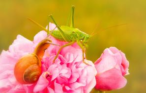 Green Grasshopper and snail on pink flower