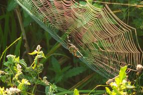 spider web on green grass with spider