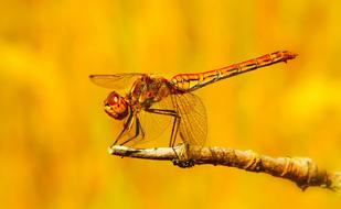 Close-up of the colorful and beautiful Szablak Blood dragonfly on the branch, at colorful blurred background