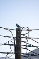 a dove on top of an electric pole