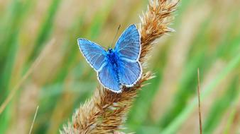 blue butterfly day