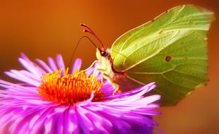 nice Sulphur Butterfly