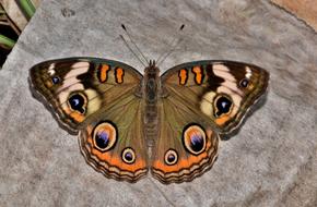 beautiful brown butterfly on a stone in Kenya