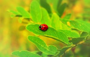red ladybug on a green leaf, close-up