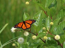 orange Butterfly Nature