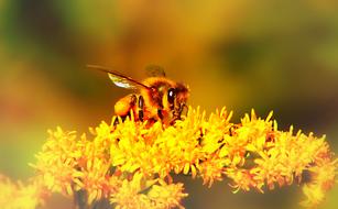 Bee Miodna Insect