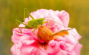 female Grasshopper and snail on rose