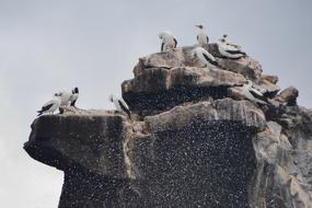 seabirds on a rock and spray of the ocean on the Galapagos islands