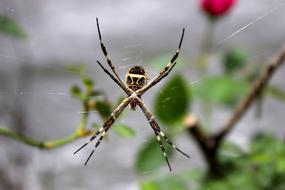 nice Spider Garden Nature