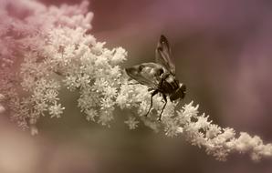 Forest Muchówki Insect