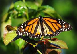 delightful orange Butterfly Nature