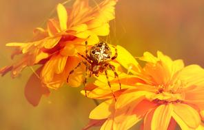 large spider on a yellow flowering bud, close-up