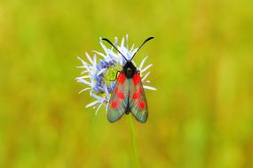 Zygaena trifolii on a fluffy bud