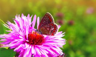 Polyommatus Icarus Insect on a bright flower on a blurred background