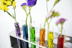 flowers in glasses with different colored liquids