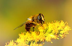 insect on a yellow inflorescence close-up on a blurred background