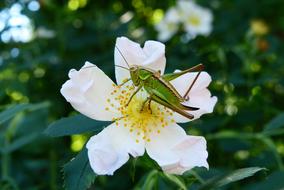 green grasshopper on a white bud