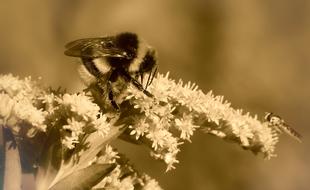 Bumblebee sepia