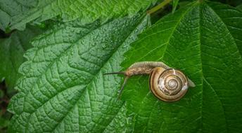 Snail Leaves Nature