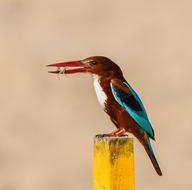 Bird Wildlife blue