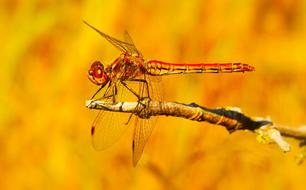 red dragonfly on a branch on a blurred yellow background