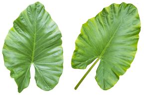 two leaves of calla at white background