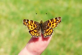 Close-up of the colorful and beautiful, patterned butterfly on the finger in light, at background with the green grass