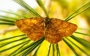 Close-up of the beautiful, brown and yellow butterfly on the green plants