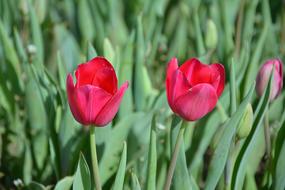 tulips, Flowers and buds on flowerbed