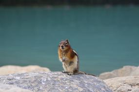 Squirrel Clean Console