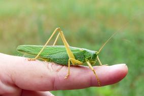 Grasshopper Green big