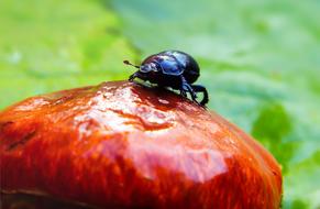 black beetle on a shiny mushroom hat