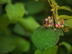 wasp on summer plant close-up on blurred background