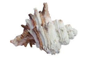Sea Shells Ocean drawing