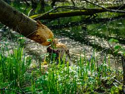 Chewed on tree, by the beaver, among the green plants