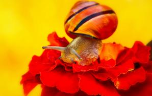 WstÄÅ¼yk Huntsman Snail