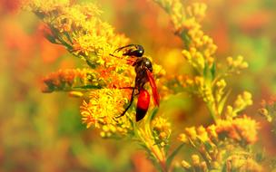 insect with wings on a summer meadow