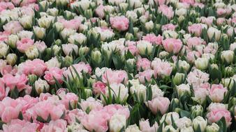 Flower Plant pink